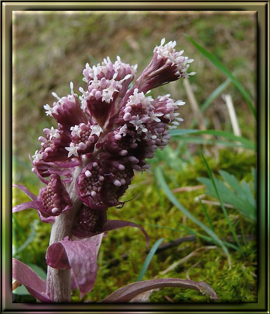 Gew�hnliche Pestwurz