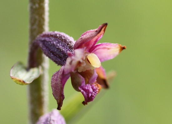 Braunrote Stendelwurz (Epipactis atrorubens)
