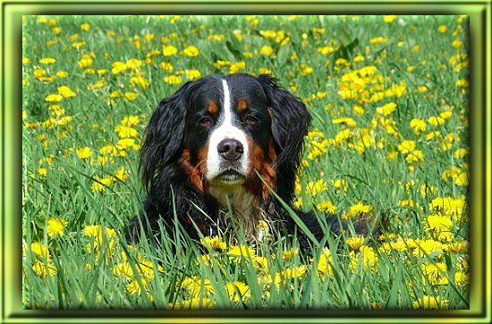 Berner Sennenhund Ginja im Gras