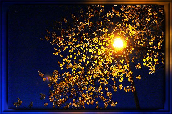 Junge Eichenbl�tter mit Stra�enlaterne