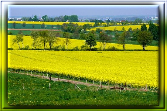 Agrarlandschaft nahe an der Monokultur