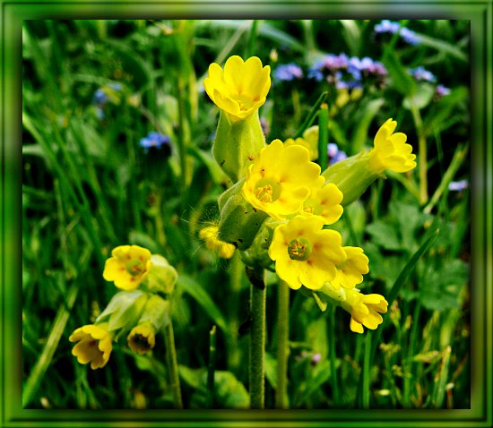 Echte Schlüsselblume