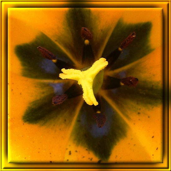 Stempel und Staubfäden einer Tulpe