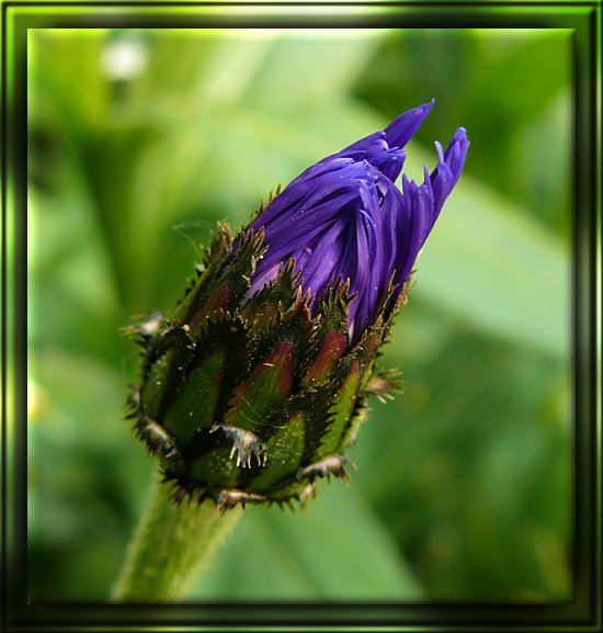 Knospe einer Berg-Flockenblume