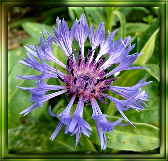 Kornblume (Zierform)