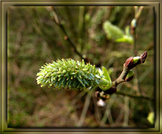 Weidenkätzchen