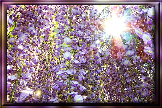 Blauregen (Glyzinie)