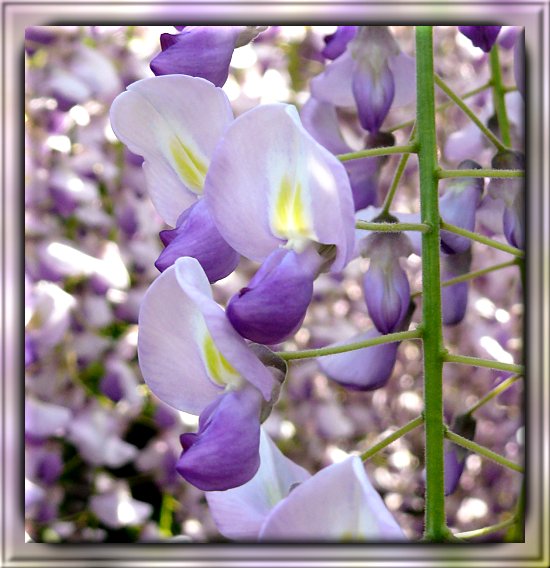 Blauregen (Glyzinie)