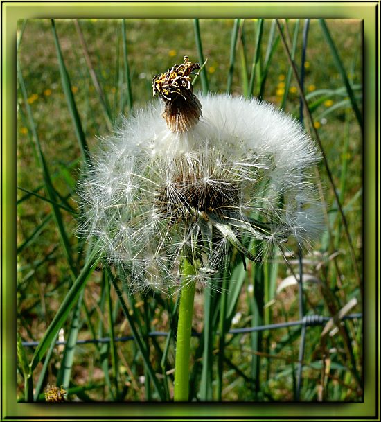 Pusteblume