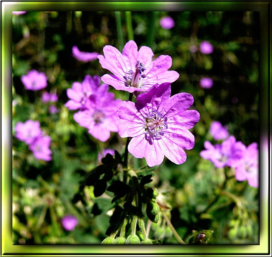 Pyrenäen-Storchschnabel