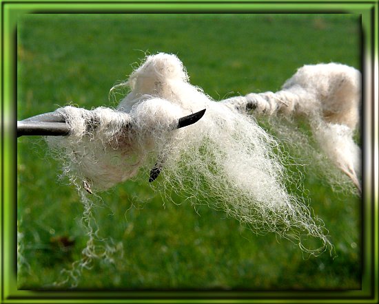 Schafwolle am Stacheldraht