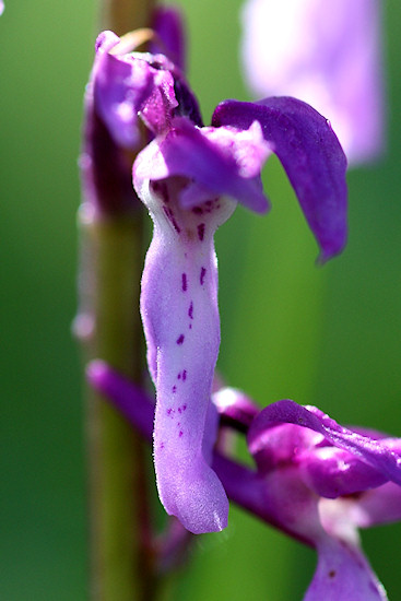 Männliches Knabenkraut