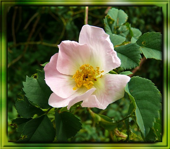 Heckenrose