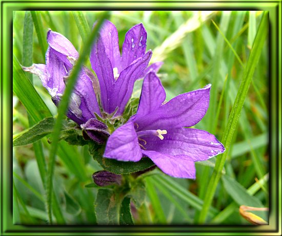 B�schel-Glockenblume