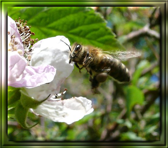 Honigbiene im Anflug