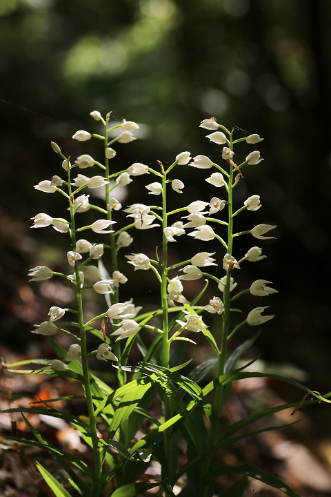 Langblättriges Waldvöglein / Schwertblättriges Waldvöglein (Cephalanthera longifolia)