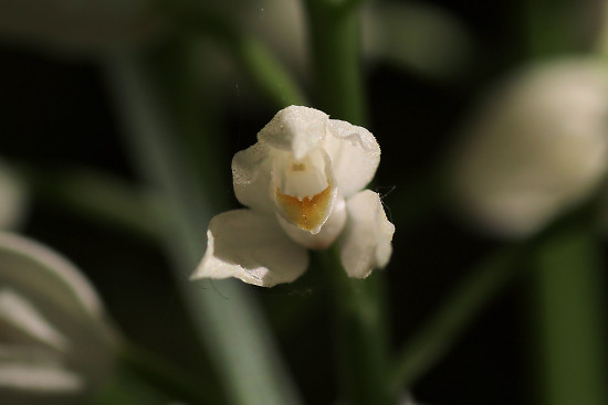 Langblättriges Waldvöglein / Schwertblättriges Waldvöglein (Cephalanthera longifolia)