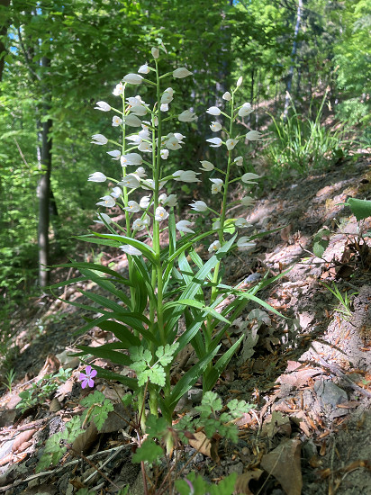 Langblättriges Waldvöglein / Schwertblättriges Waldvöglein (Cephalanthera longifolia)