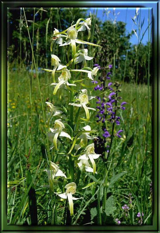 Weiße Waldhyazinthe