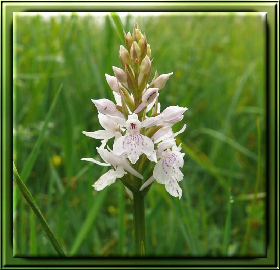 Gewöhnliches Knabenkraut