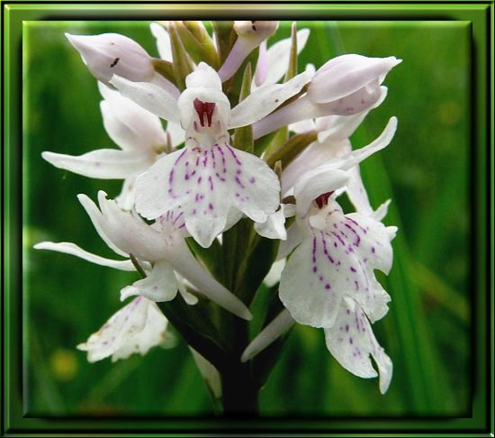 Gewöhnliches Knabenkraut