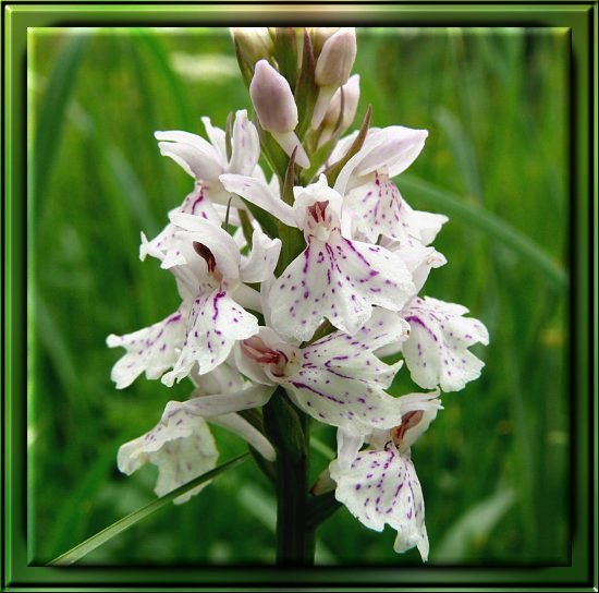 Gewöhnliches Knabenkraut