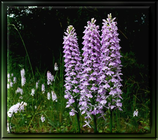 Gewöhnliches Knabenkraut