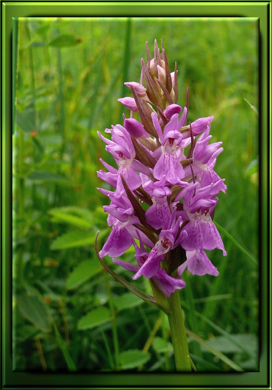 Männliches Knabenkraut