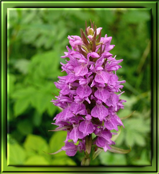 Männliches Knabenkraut