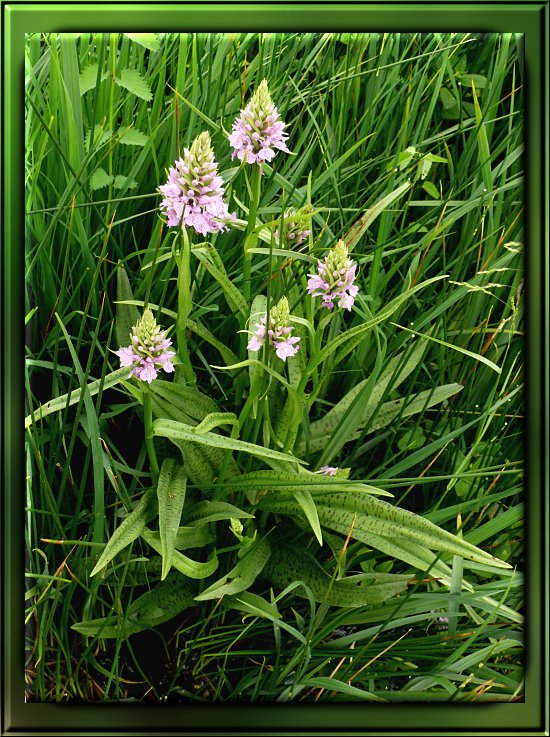 Gewöhnliches Knabenkraut, ganze Pflanze
