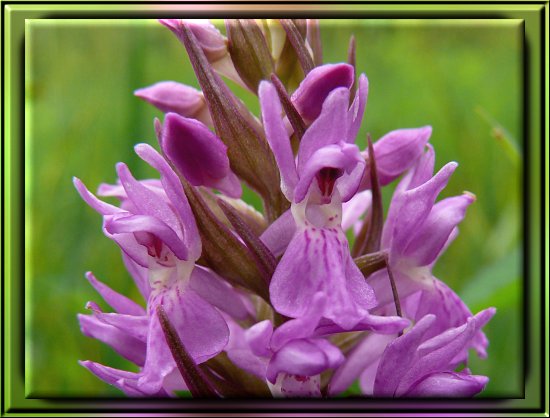 Männliches Knabenkraut