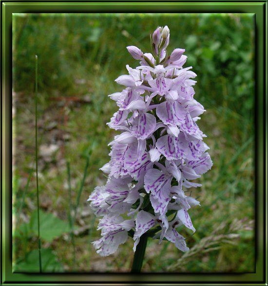 Gewöhnliches Knabenkraut