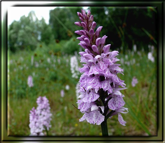 Gewöhnliches Knabenkraut