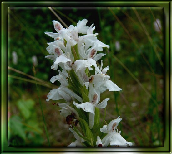 Gewöhnliches Knabenkraut