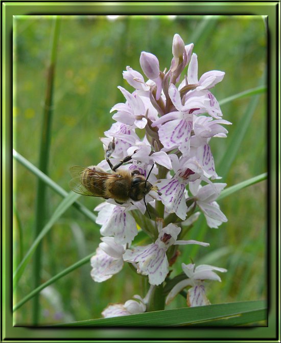 Gewöhnliches Knabenkraut