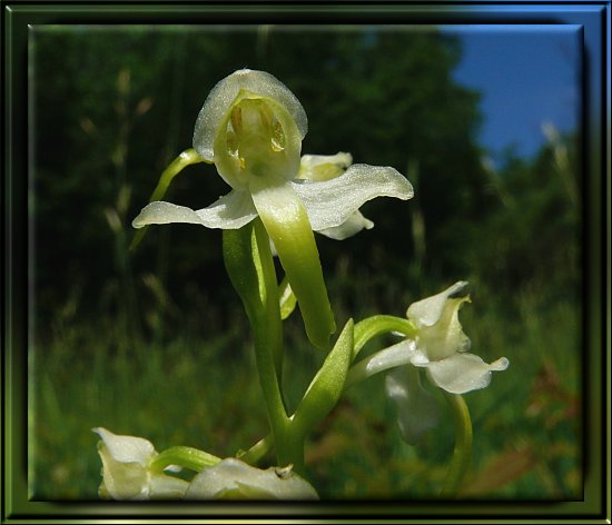 Weiße Waldhyazinthe