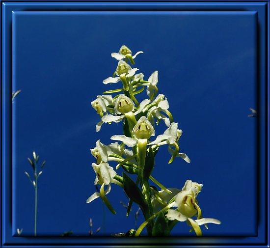 Weiße Waldhyazinthe