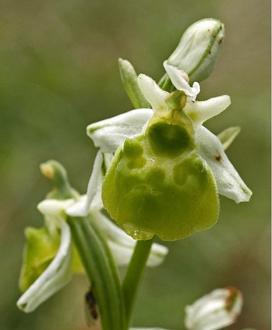 Albino-Hummel-Ragwurz